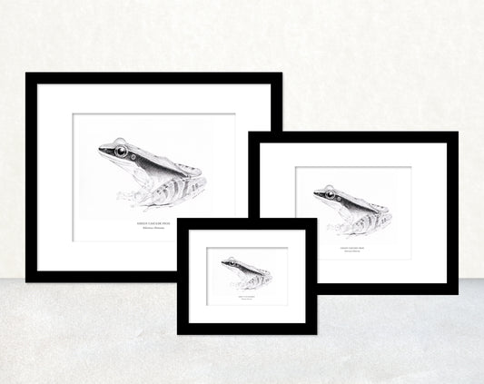 香港生態印刷畫: 大綠蛙 HK Wildlife Art Print: Green Cascade Frog