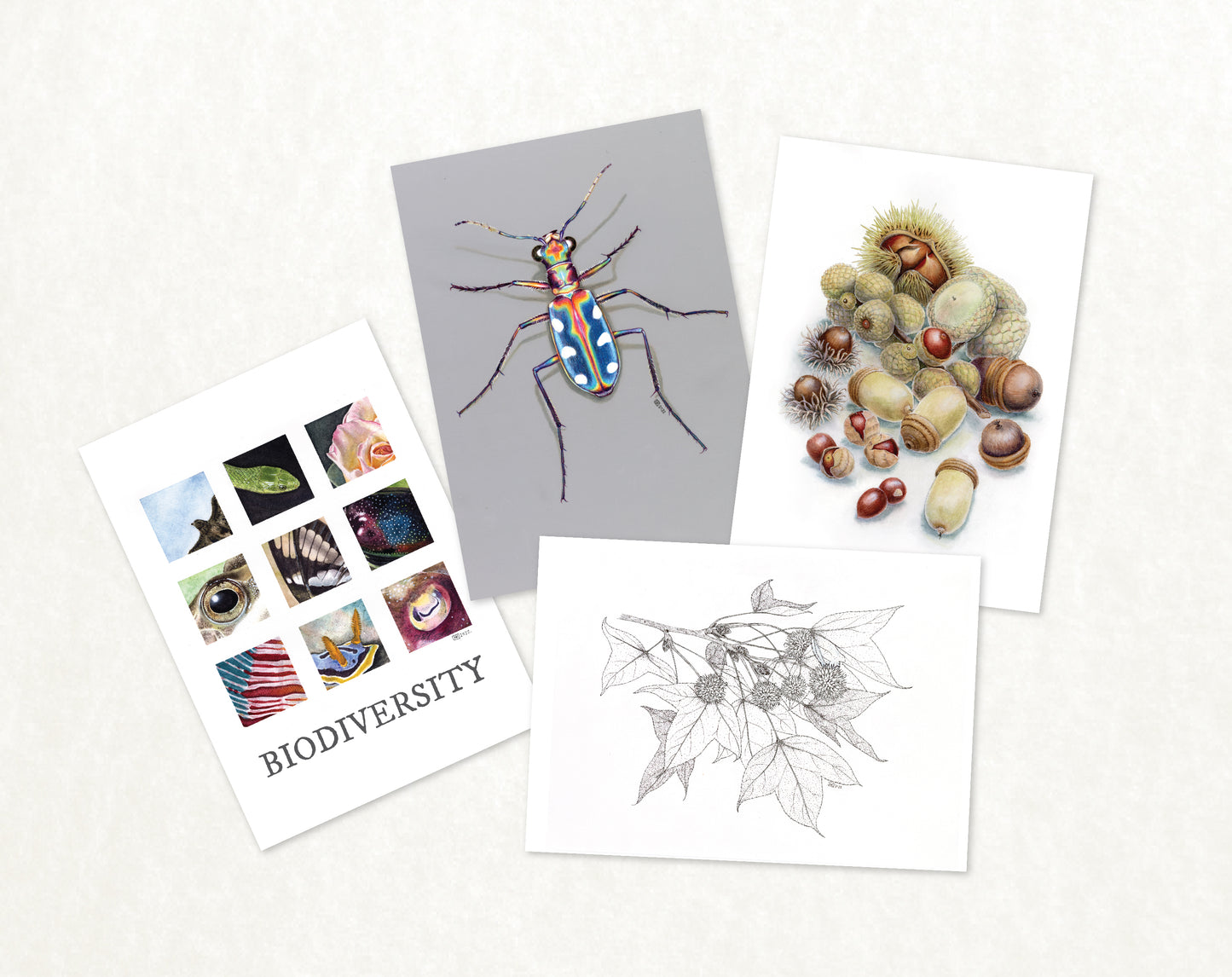 香港生態明信片(一套四款) HK Wildlife Postcard (Set of Four)