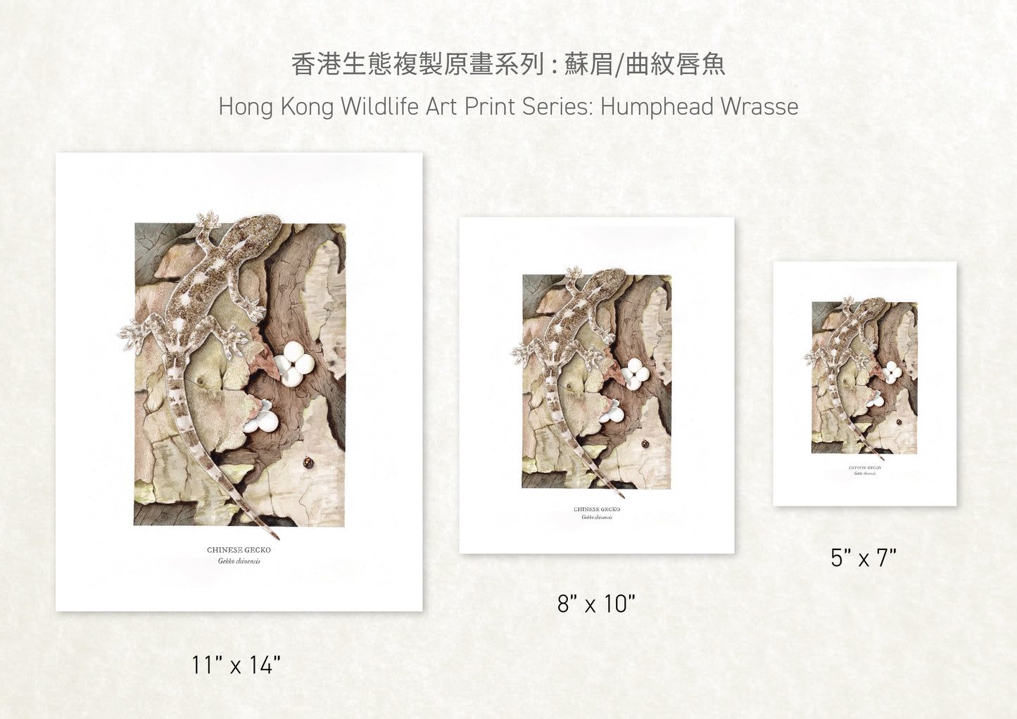 香港生態印刷畫: 壁虎 HK Wildlife Art Print: Chinese Gecko