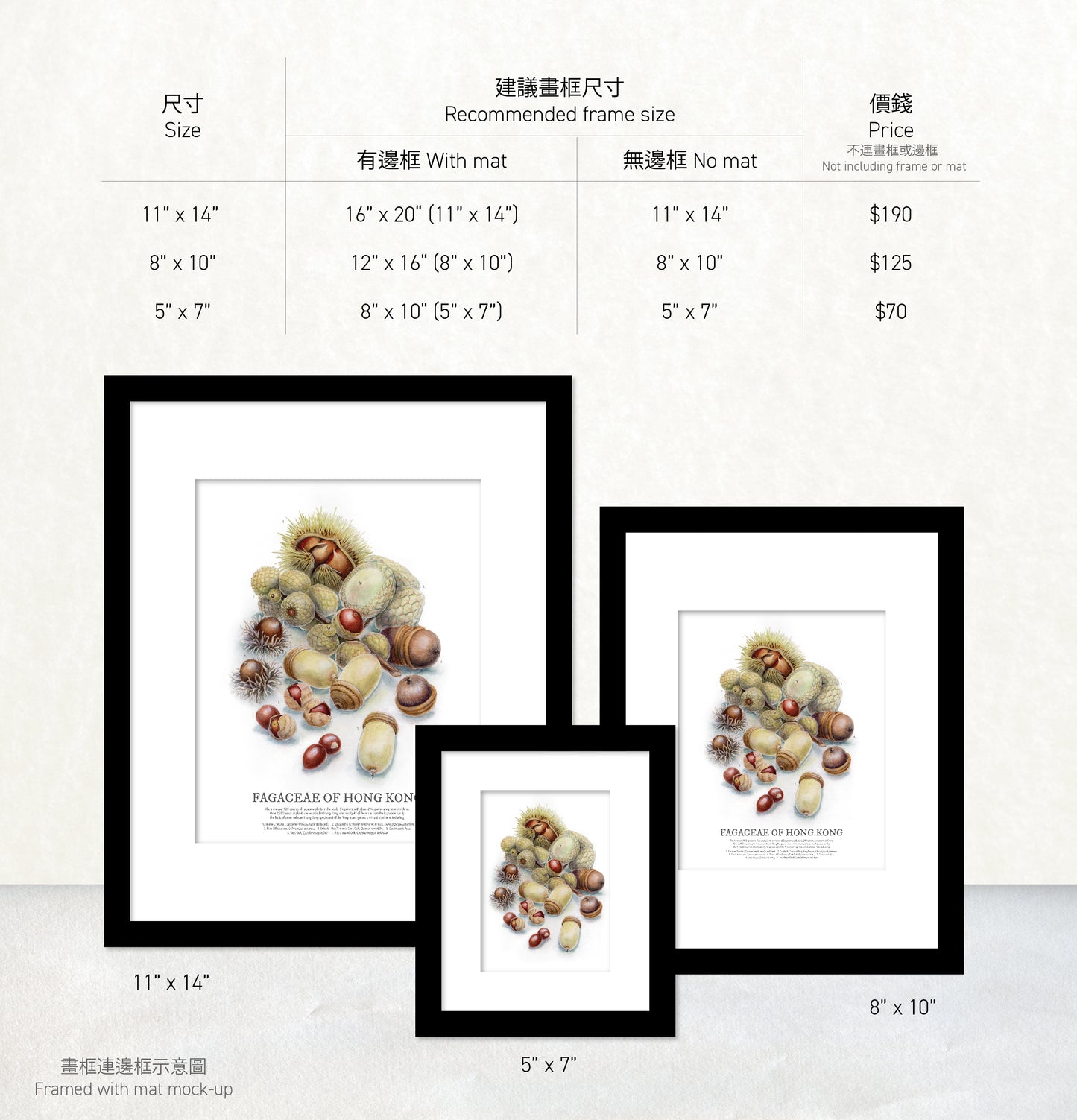 香港生態印刷畫: 精選殼斗科堅果 HK Wildlife Art Print: Selected Fagaceae Nuts