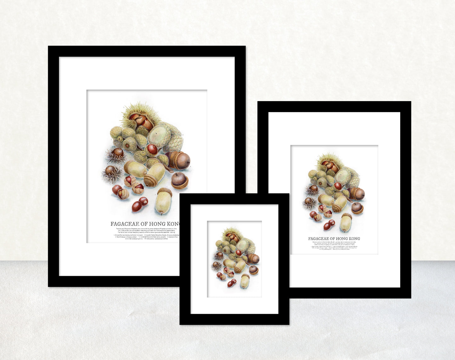 香港生態印刷畫: 精選殼斗科堅果 HK Wildlife Art Print: Selected Fagaceae Nuts