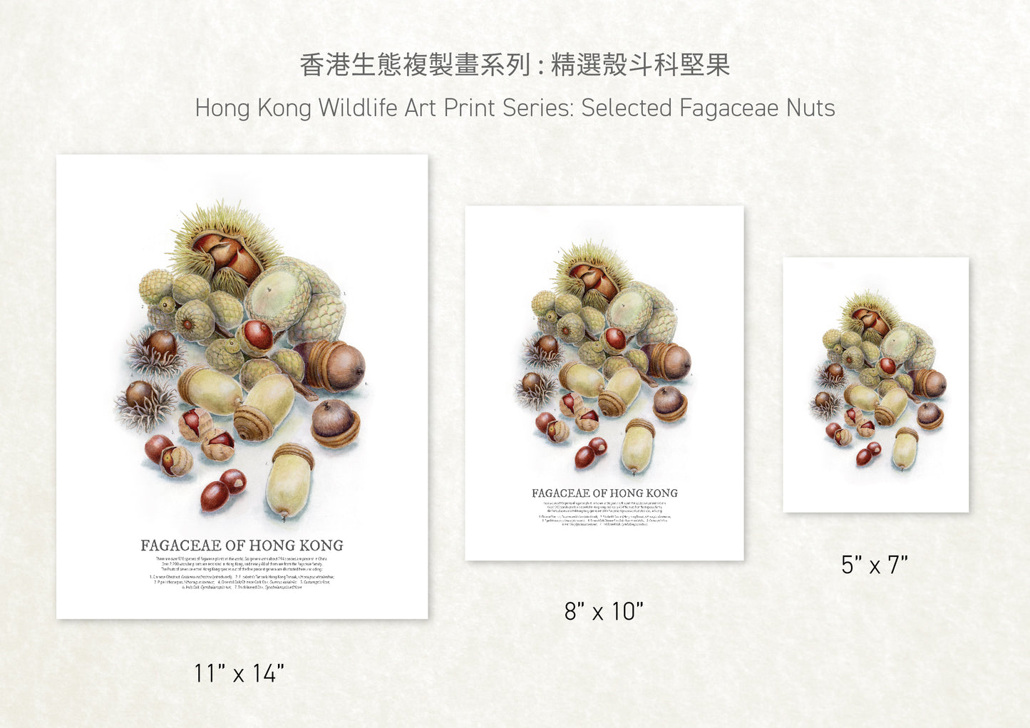 香港生態印刷畫: 精選殼斗科堅果 HK Wildlife Art Print: Selected Fagaceae Nuts