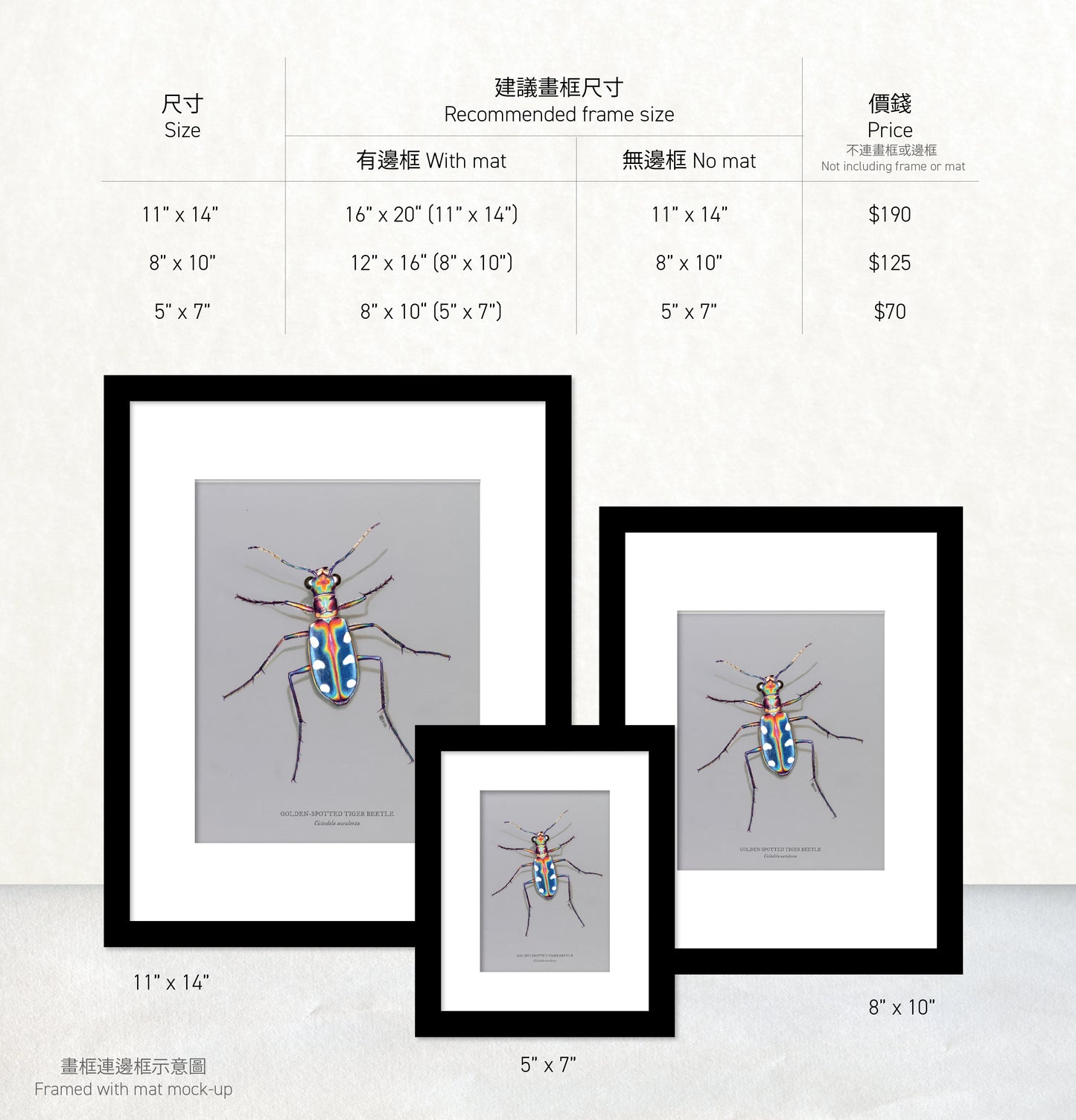 香港生態印刷畫: 金斑虎甲 HK Wildlife Art Print: Golden-spotted Tiger Beetle