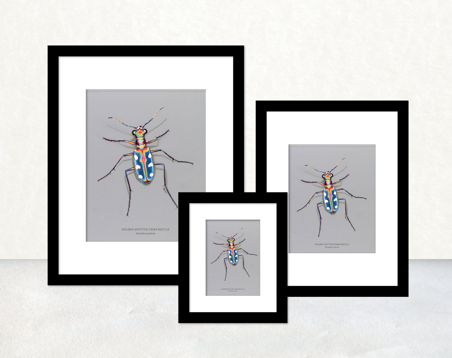 香港生態印刷畫: 金斑虎甲 HK Wildlife Art Print: Golden-spotted Tiger Beetle