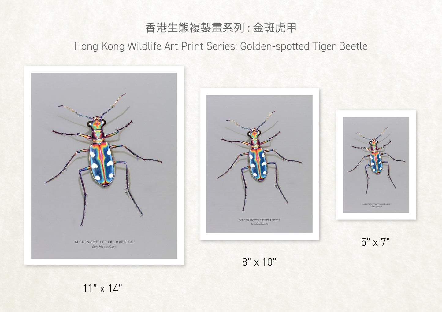 香港生態印刷畫: 金斑虎甲 HK Wildlife Art Print: Golden-spotted Tiger Beetle