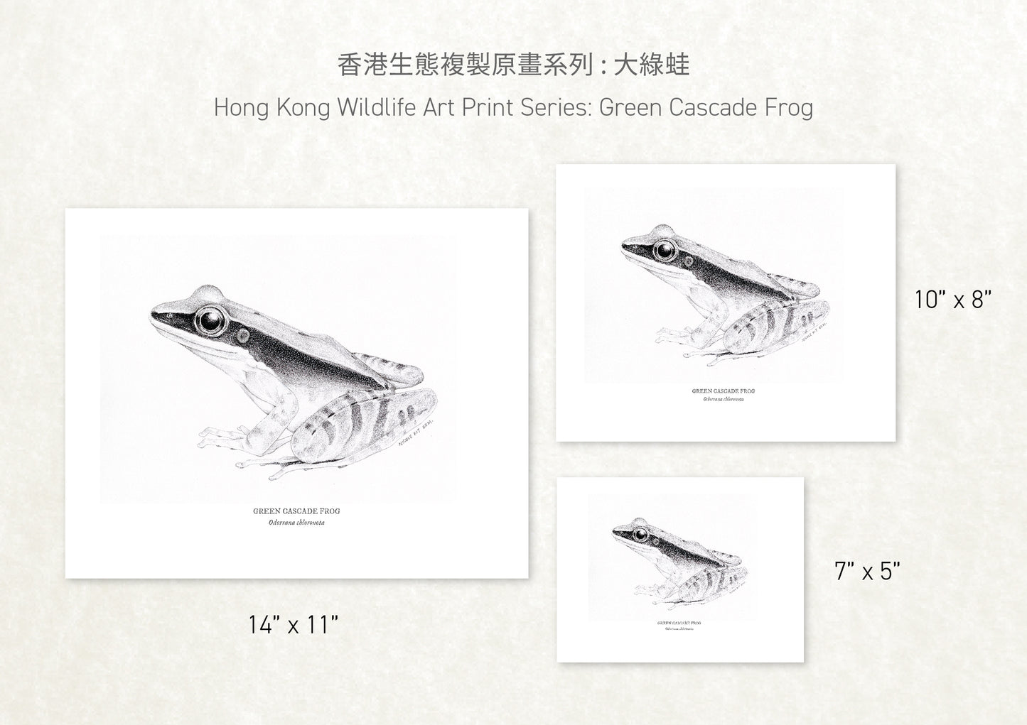 香港生態印刷畫: 大綠蛙 HK Wildlife Art Print: Green Cascade Frog