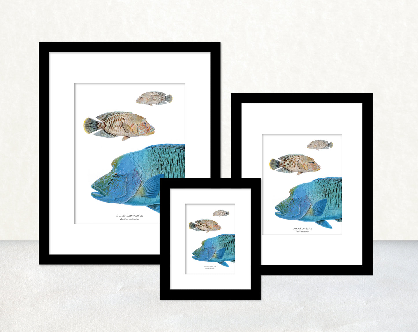 香港生態印刷畫: 蘇眉/曲紋唇魚 HK Wildlife Art Print: Humphead Wrasse