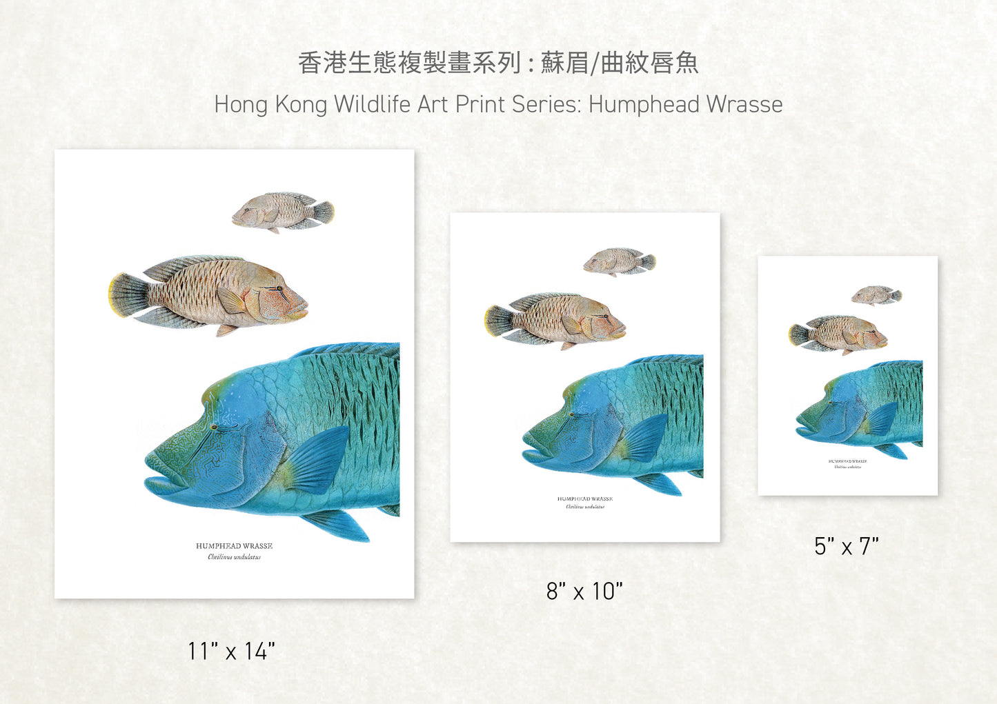 香港生態印刷畫: 蘇眉/曲紋唇魚 HK Wildlife Art Print: Humphead Wrasse