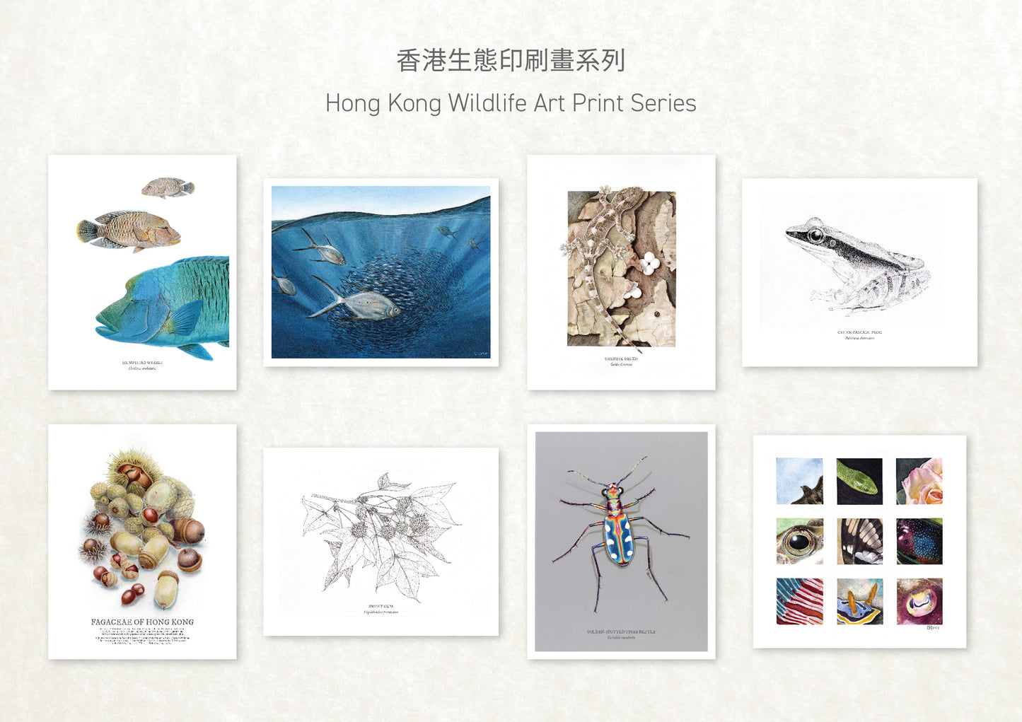 香港生態印刷畫: 壁虎 HK Wildlife Art Print: Chinese Gecko