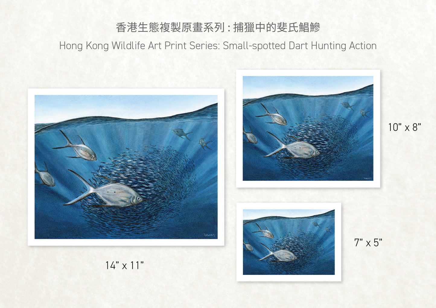 香港生態印刷畫: 捕獵中的斐氏鯧鰺 HK Wildlife Art Print: Small-spotted Dart Hunting Action