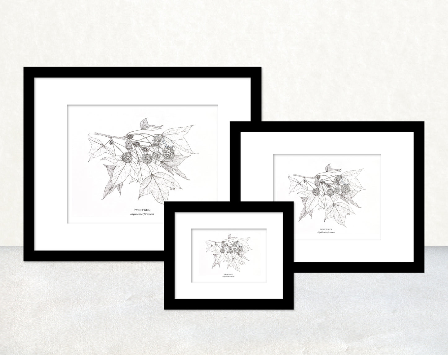 香港生態印刷畫: 楓香 HK Wildlife Art Print: Sweet Gum