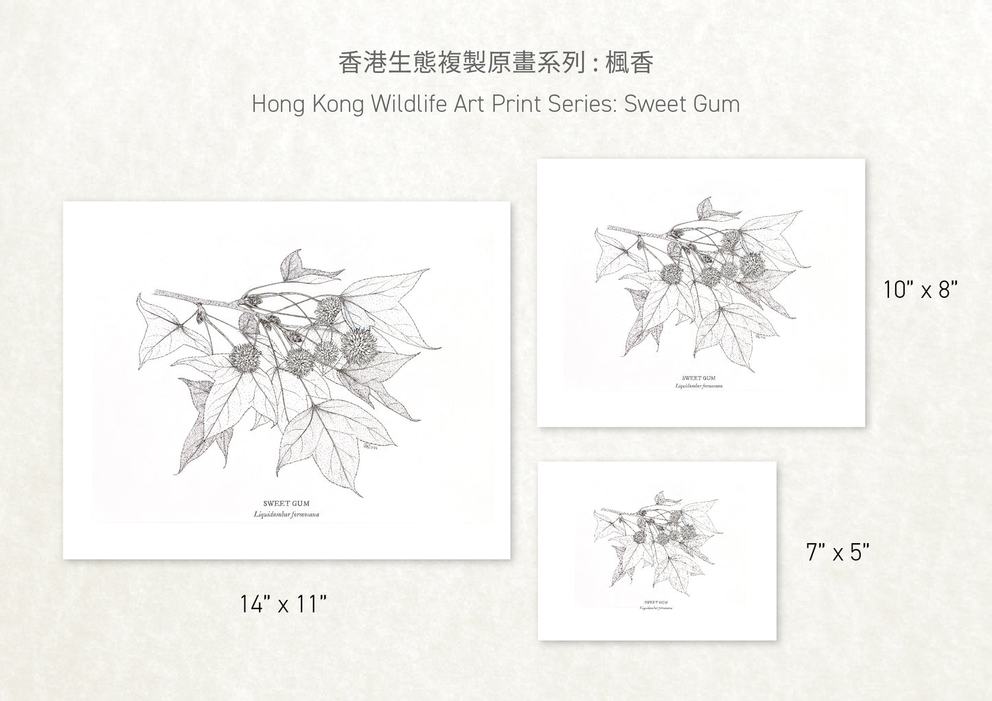 香港生態印刷畫: 楓香 HK Wildlife Art Print: Sweet Gum